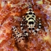 shrimp_coleman_bhr_tam_v_0509_bal6465.jpg